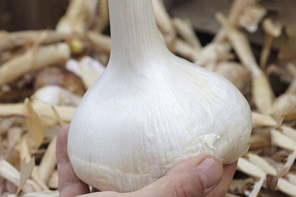 Tips for Successful Garlic Cultivation: Insights from Arain Agro Farm